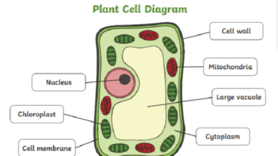 types of plant cells educake