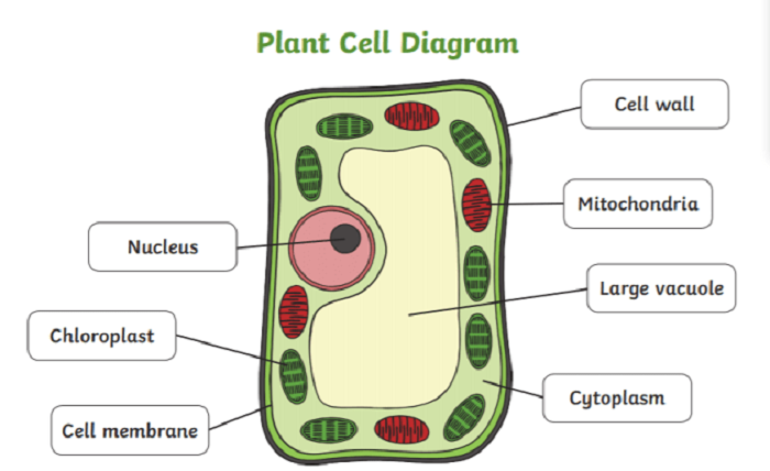 types of plant cells educake